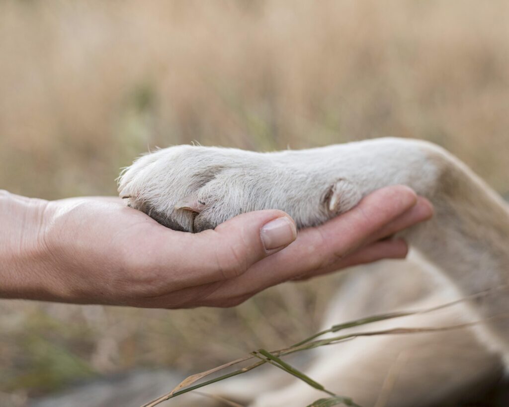 side-view-of-person-holding-dog-s-paw