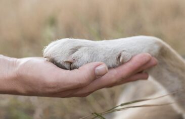 side view of person holding dog´s paw