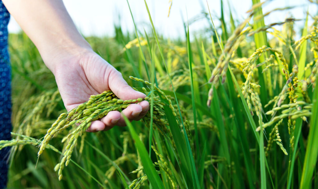 Rivland Rice Field