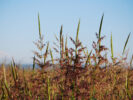Wild rice field