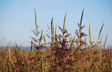 Wild rice field