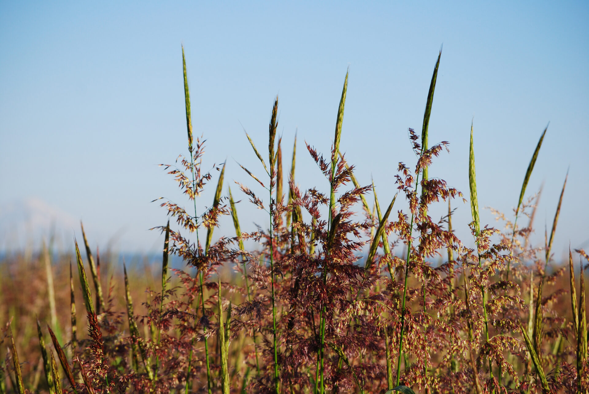 How Our Rice is Produced Riviana Foods