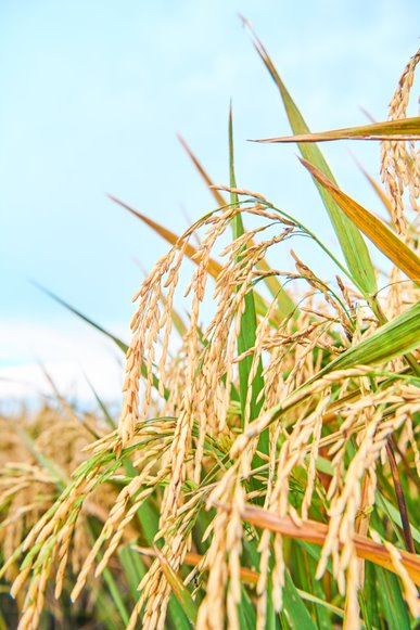 texmati rice grains in a field